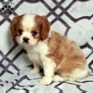 Dalton, Cavalier King Charles Spaniel Puppy