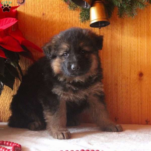 Damian, German Shepherd Puppy