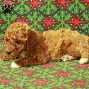 Dana, Miniature Poodle Puppy