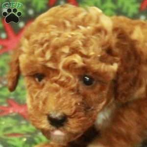 Dana, Miniature Poodle Puppy