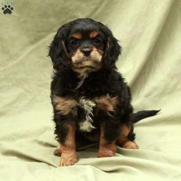 Dancer, Cavapoo Puppy