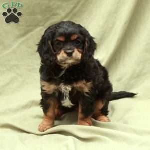 Dancer, Cavapoo Puppy