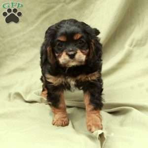 Dancer, Cavapoo Puppy