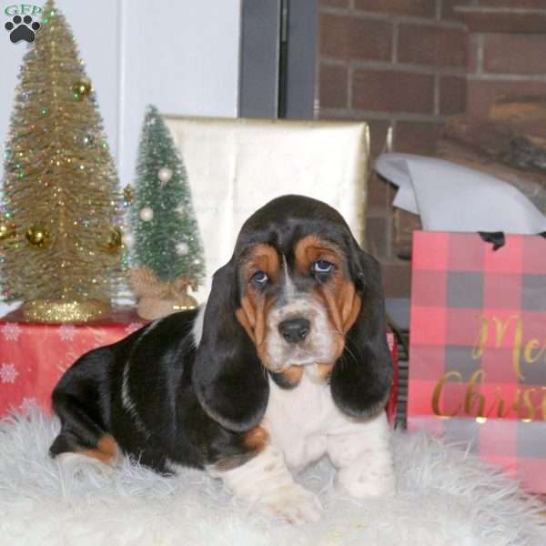 Dancer, Basset Hound Puppy