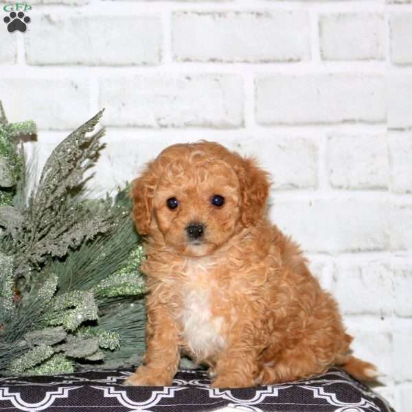 Dancer, Cavapoo Puppy