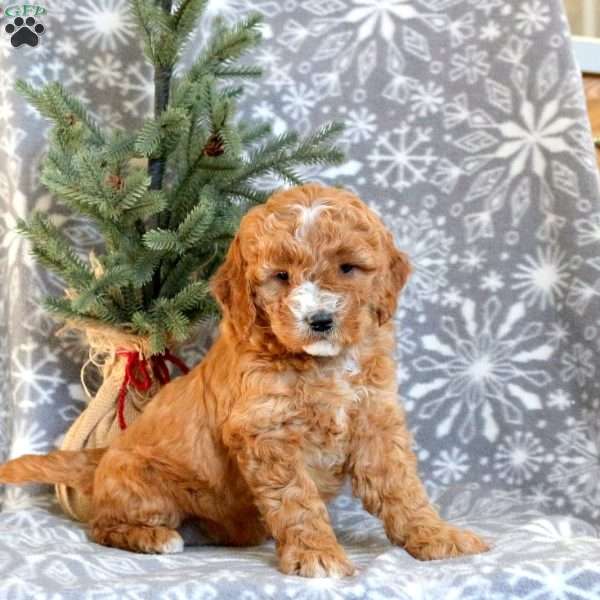 Dancer, Cavapoo Puppy