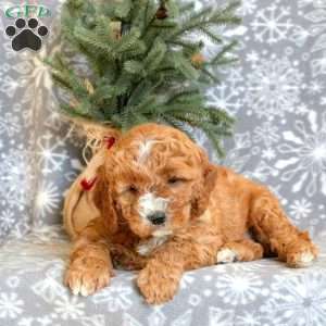 Dancer, Cavapoo Puppy