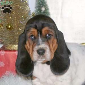 Dancer, Basset Hound Puppy