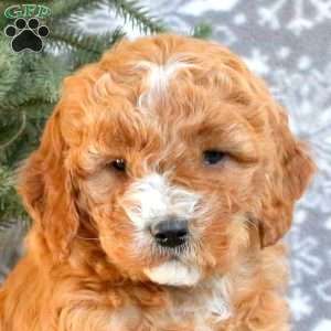 Dancer, Cavapoo Puppy