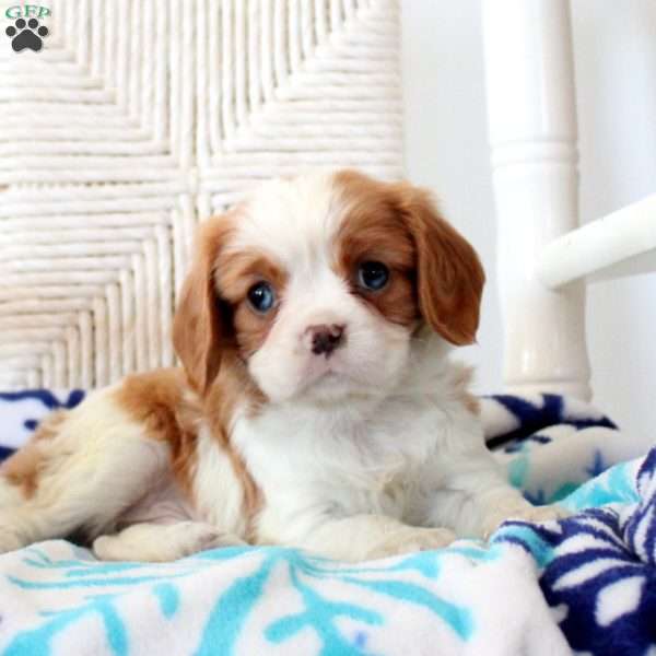 Dancer, Cavalier King Charles Spaniel Puppy