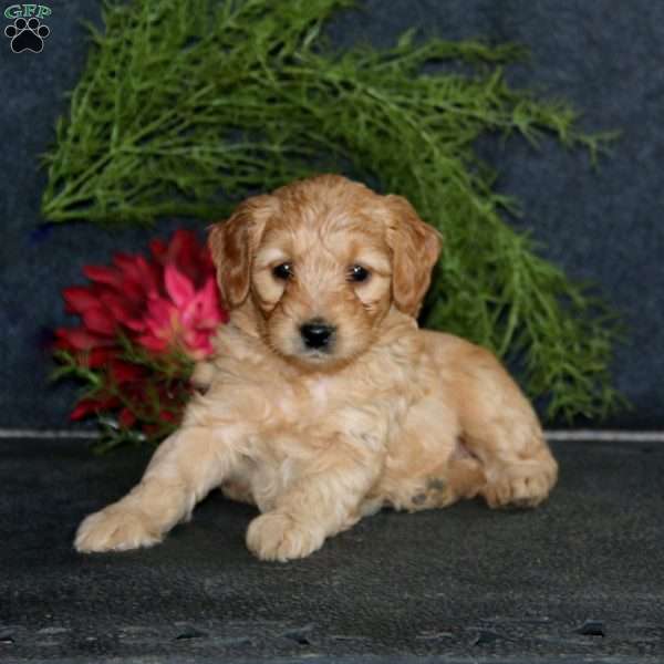 Danielle, Mini Goldendoodle Puppy