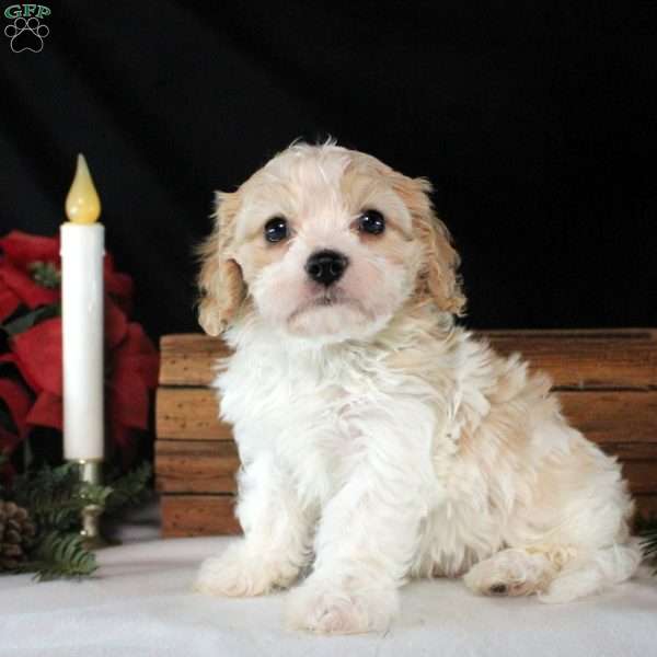 Danny, Cavachon Puppy