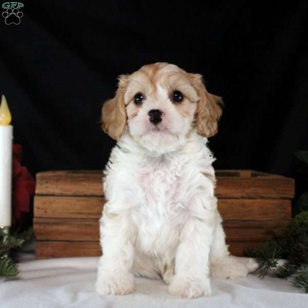 Dante, Cavachon Puppy