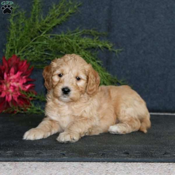 Dante, Mini Goldendoodle Puppy