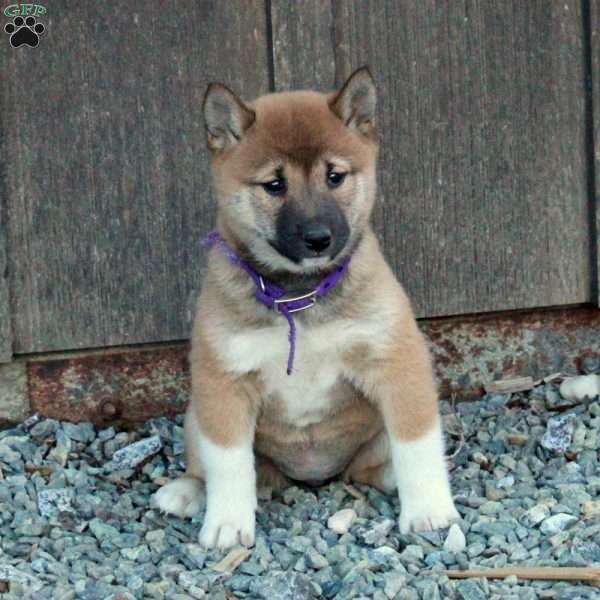 Daphne, Shiba Inu Puppy