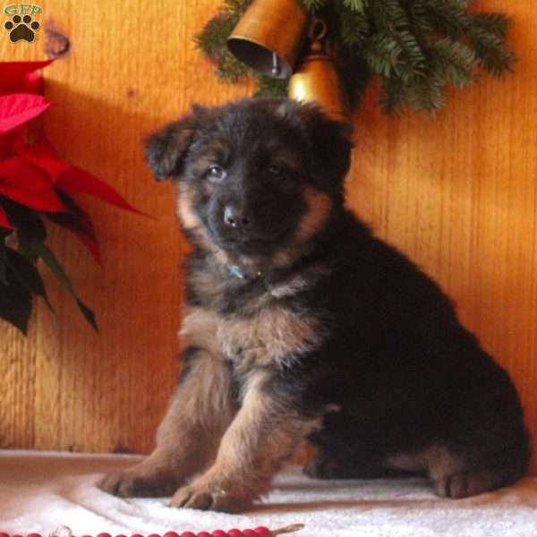 Daphne, German Shepherd Puppy