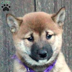 Daphne, Shiba Inu Puppy