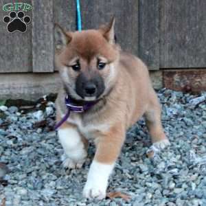 Daphne, Shiba Inu Puppy