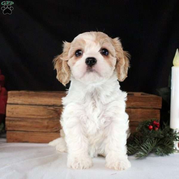 Darcey, Cavachon Puppy