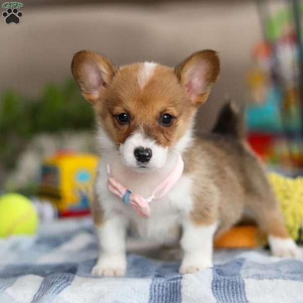 Darla, Pembroke Welsh Corgi Puppy