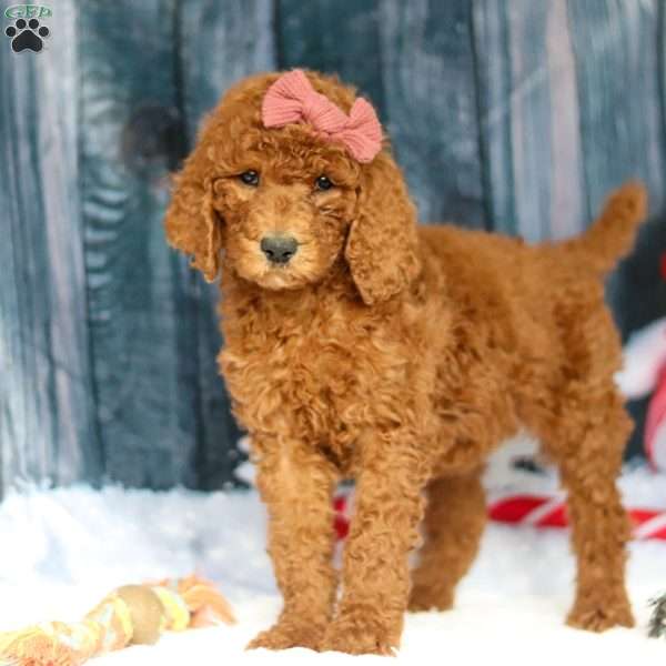 Darla, Standard Poodle Puppy