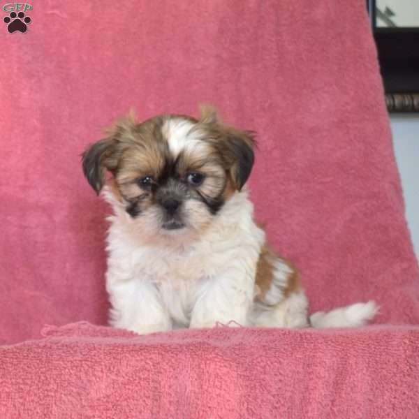 Darla, Shih Tzu Puppy