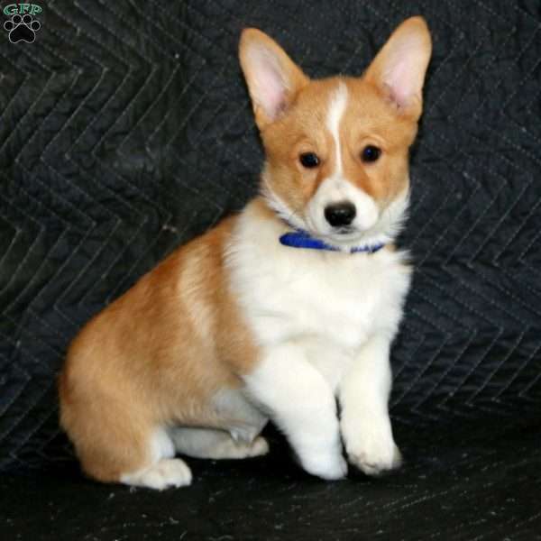 Darla, Pembroke Welsh Corgi Puppy