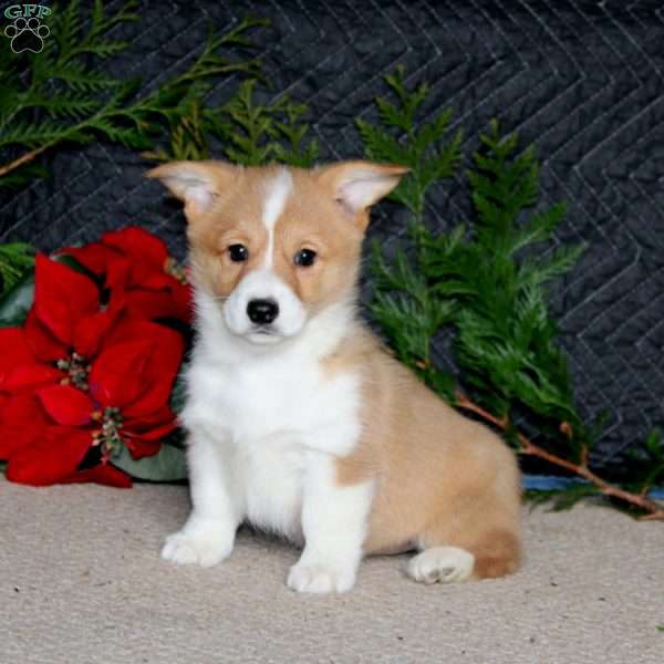 Darla, Pembroke Welsh Corgi Puppy