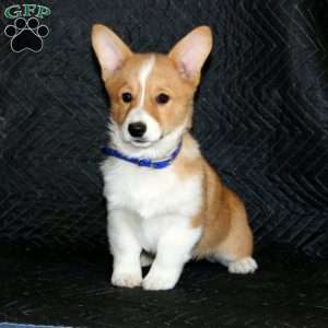 Darla, Pembroke Welsh Corgi Puppy