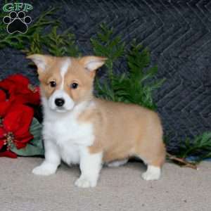 Darla, Pembroke Welsh Corgi Puppy