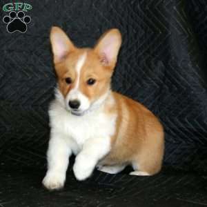 Darla, Pembroke Welsh Corgi Puppy