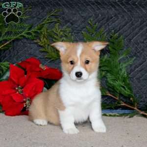 Darla, Pembroke Welsh Corgi Puppy