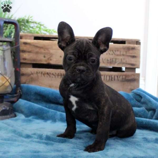 Darren, Frenchton Puppy