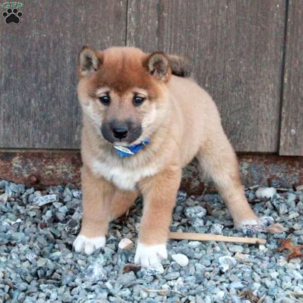 Daryl, Shiba Inu Puppy