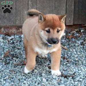 Daryl, Shiba Inu Puppy