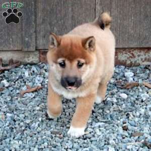 Daryl, Shiba Inu Puppy