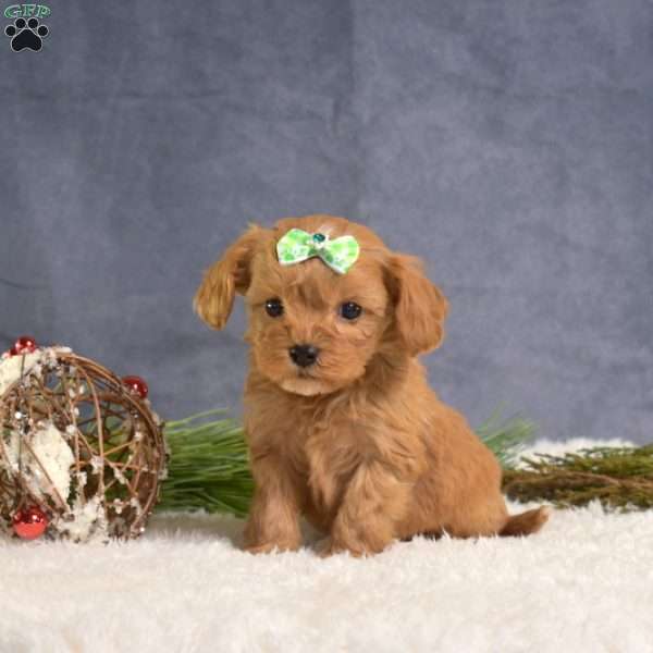 Dash, Cavapoo Puppy