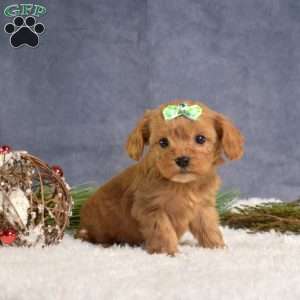 Dash, Cavapoo Puppy