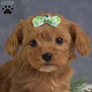 Dash, Cavapoo Puppy