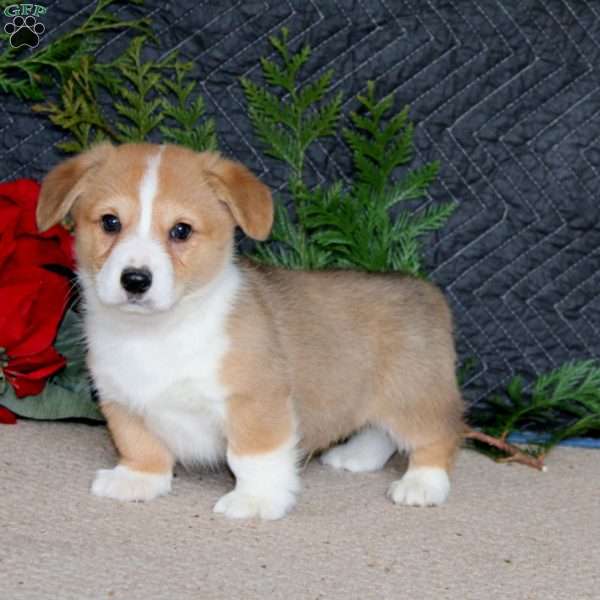 Dash, Pembroke Welsh Corgi Puppy