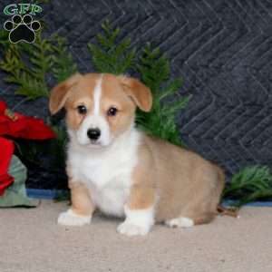 Dash, Pembroke Welsh Corgi Puppy