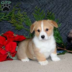 Dash, Pembroke Welsh Corgi Puppy