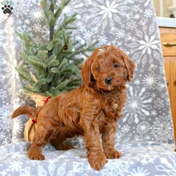 Dasher, Cavapoo Puppy