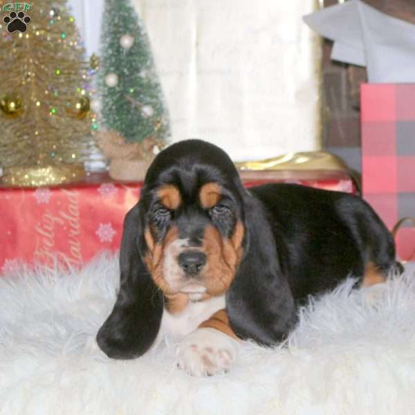 Dasher, Basset Hound Puppy