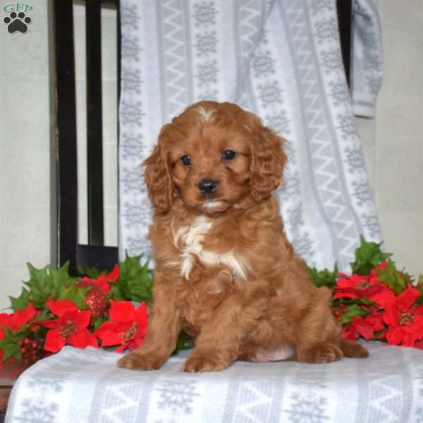 Dasher, Cavapoo Puppy