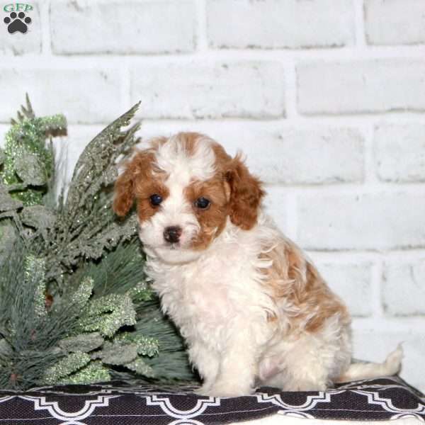 Dasher, Cavapoo Puppy