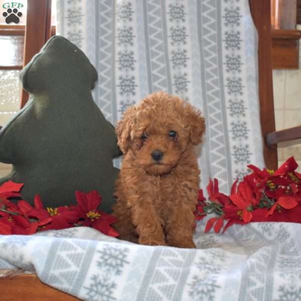 Dasher, Miniature Poodle Puppy