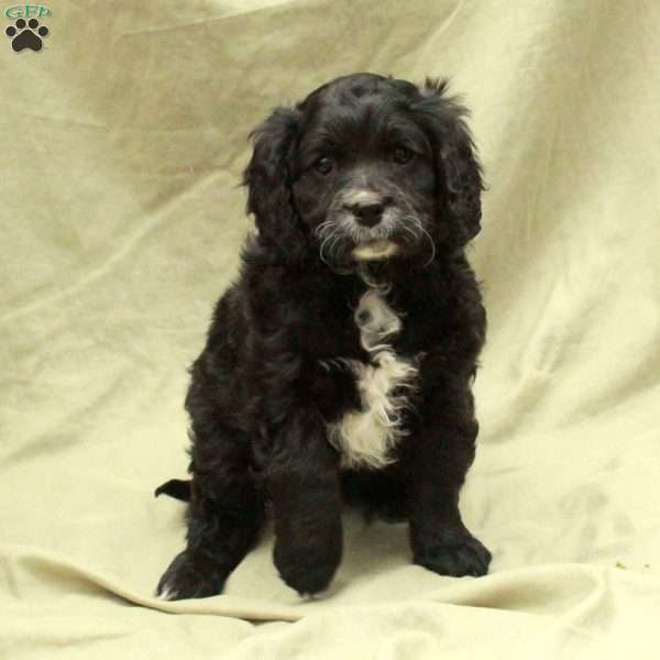 Dasher, Cavapoo Puppy