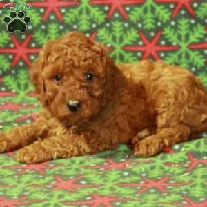 Dasher, Miniature Poodle Puppy