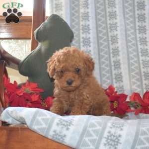 Dasher, Miniature Poodle Puppy